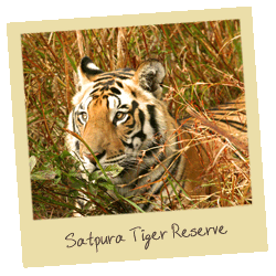 Satpura-Tiger-Reserve-photo